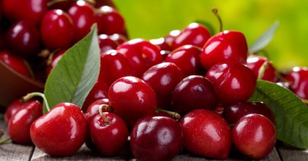 Плодоножки вишни лечебные свойства